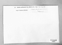Lobaria pulmonaria image